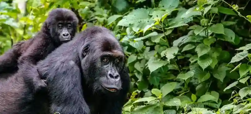 Mountain gorilla trekking safari in Africa rainforest